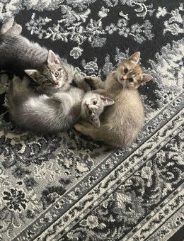 Bkh kitten mit Mischling von Papa - Berlin Reinickendorf