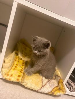 BKH Kitten grau - Herdecke