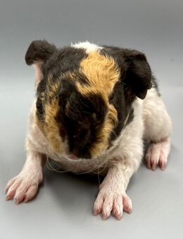 Kleine US-Teddy Böckchen in verschiedenen Farben zur Abgabe - Meerbusch