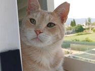 Canela - Kämper sucht sein Glück - Bad Camberg