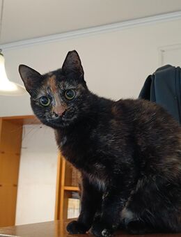 Kaiti aus dem Tierschutz - Grevenbroich