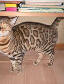 Bengal Katze mit Papiere in 35274