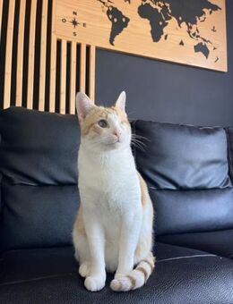 Liebevoller, aktiver Kater Eslovenia - Karlsruhe