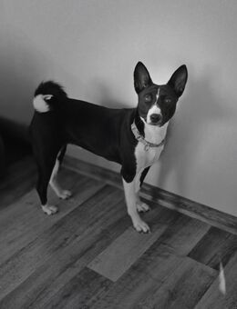 Basenji DECKRÜDE mit Ahnentafel - Wolfenbüttel