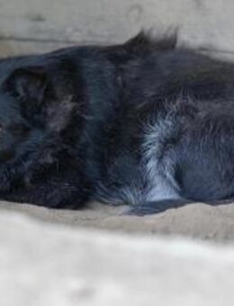 Schüchterne Lara sucht ihre Menschen - Kallmünz