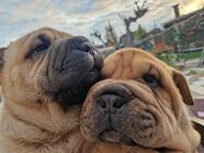 Shar Pei Welpen, Reinrassig Sharpei - Sömmerda