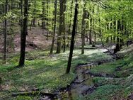 Hart im Wald benutzt - Ulm