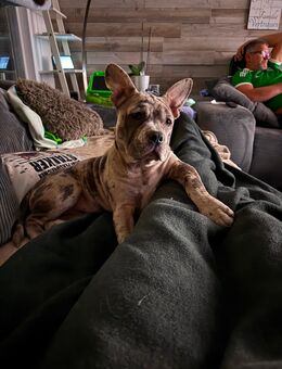 Alternativ Bulldogge - Waltrop