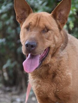 Solo - liebe, nette, blinde Hündin - Lohmar