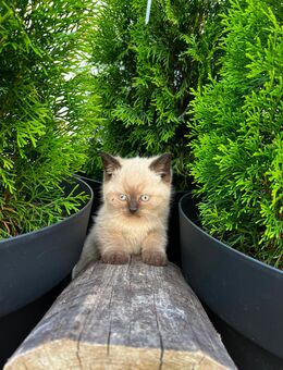 BKH Kitten - Worms