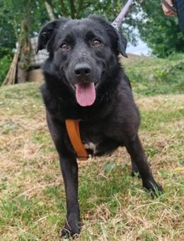 Lady♥Gara♥ freundlich, offen, verschmust - Hamburg