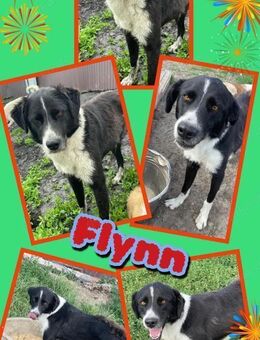 sehr lieber Rüde Yuzu sucht ein Zuhause - Nürnberg