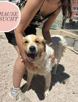 Ramona wartet auf ihre Familie❤️ - Saarbrücken