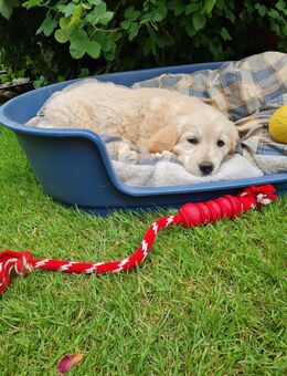 Golden Retriverwelpen - Hohen Viecheln