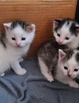 Kleine Katzen - Freital