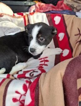 Panda soll nicht in Rumänien aufwachsen - Blankenheim (Nordrhein-Westfalen)