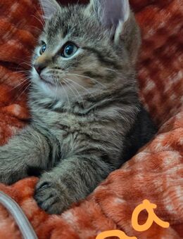 BKH Kittenmix zuckersüß 230€ - Gescher (Glockenstadt)