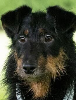 NOTFALL Astro so lieb & doch übersehen - Obertshausen