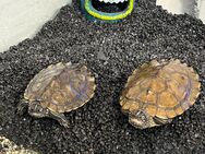 2 Höckerschildkröten, graptemys kohuii, suchen ein neues Zuhause - Augsburg