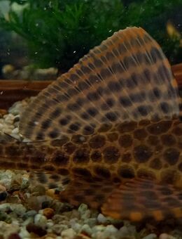 Wabenschilderwelse - Hohenroth