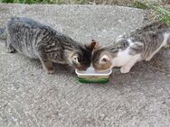 Süße Babykatzen - Creglingen