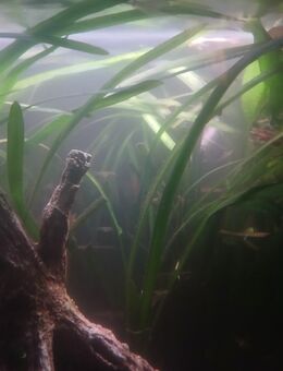 Zwergvalisnerien, Aquariumpflanzen, Ableger kleine Valisnerien - Schulzendorf