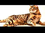 Bengal Deckkater - Buxtehude