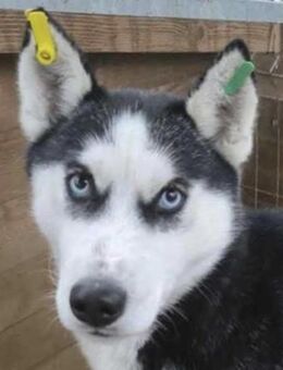 GUESH ~ intelligenter Huskymix - Duisburg