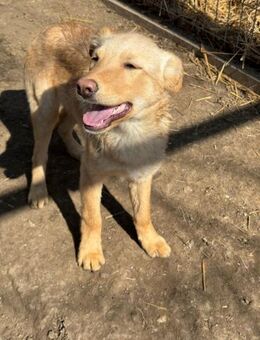 CHARLY wartet immer noch - Konstanz