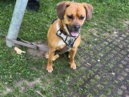 Hündin Luna sucht dringend ein neues Zuhause - Remscheid