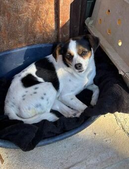 Elsie auf PS in Neuss - Köln