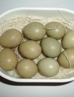 Futter für Eierschlangen - Moers