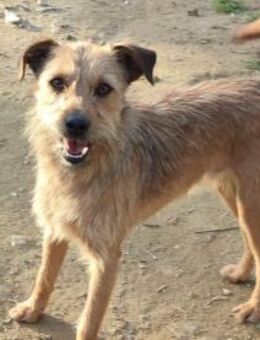 SAL wünscht sich ein Glückskörbchen - Sulzfeld (Baden-Württemberg)