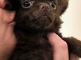 Kleiner Chihuahua Welpe lang Haar, reinrassig, Schoko. in 30159