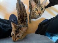 Winky und Balu suchen ein neues zuhause - Mülheim (Ruhr)