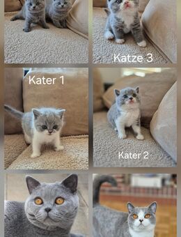 BKH kitten mit Stammbaum - Hanau (Brüder-Grimm-Stadt)