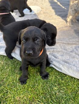 Labrador Welpen - Torgelow