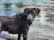 Weimaraner Mischlingshündin sucht Deckrüde - Rubigen