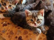 Hübsche Mai Kitten, Kätzchen bunt-getigert - Ein bunt-breit getigertes Glückskätzchen ist noch frei - Besitz