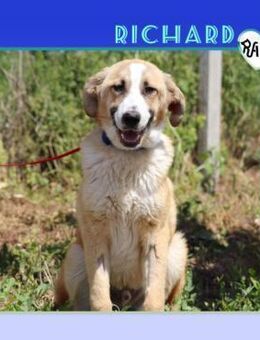 🧡 RICHARD 🧡 - SUCHST DU EINEN FREUND? - Alfeld (Leine)