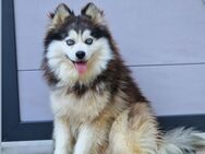Pomsky F3 Wolly Toy Deckrüde - Espelkamp