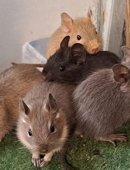 Degu Weibchen - Sonnenbühl
