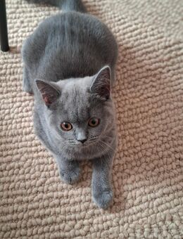 Bkh Kitten (Britisch kurzhaar) - Inden