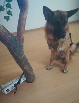 Deutscher Schäferhund - Pirna
