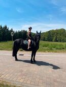 Liebevoller Friesen-Mix Wallach in 15848