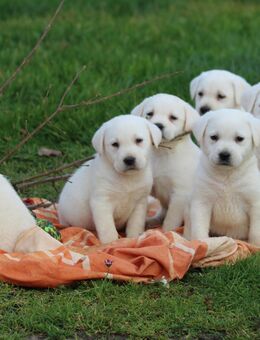 schneeweiße Labrador Welpen mit Ahnentafel - Marlow Zentrum