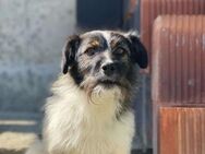 Cleo, kleines Hundemädchen sucht Euch - Langenhagen