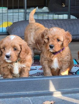 Cavapoo Welpen Hündinnen und Rüden - Eggebek