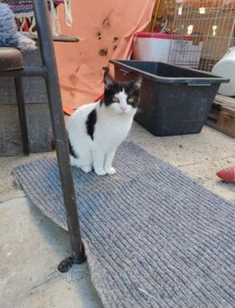 ASHLEY - 5 Jahre, lieb, verschmust - Weilheim (Oberbayern)