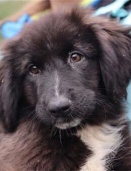 Amelie - Pflegestelle oder Zuhause gesuc - Oberwies